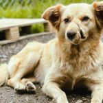 La perrita ‘Miel’, rescatada en el grave deslizamiento de Cochas de la parroquia Paccha, busca un nuevo hogar. /Cortesía