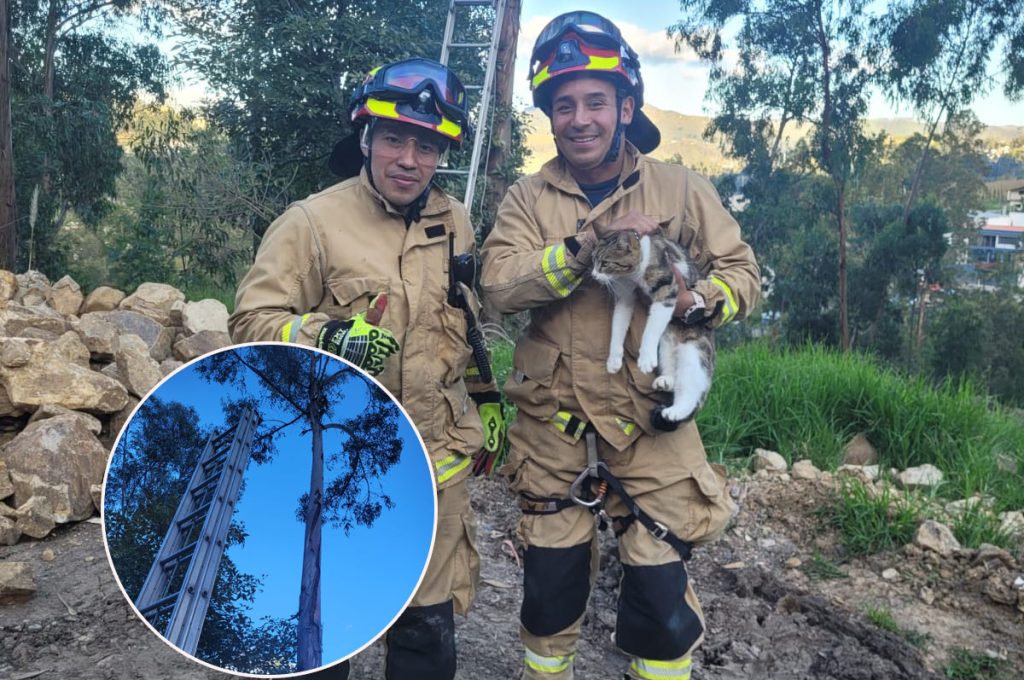 El personal del Cuerpo de Bomberos rescató al gatito ‘Juanito’ en la parroquia Ricaurte. /Cortesía