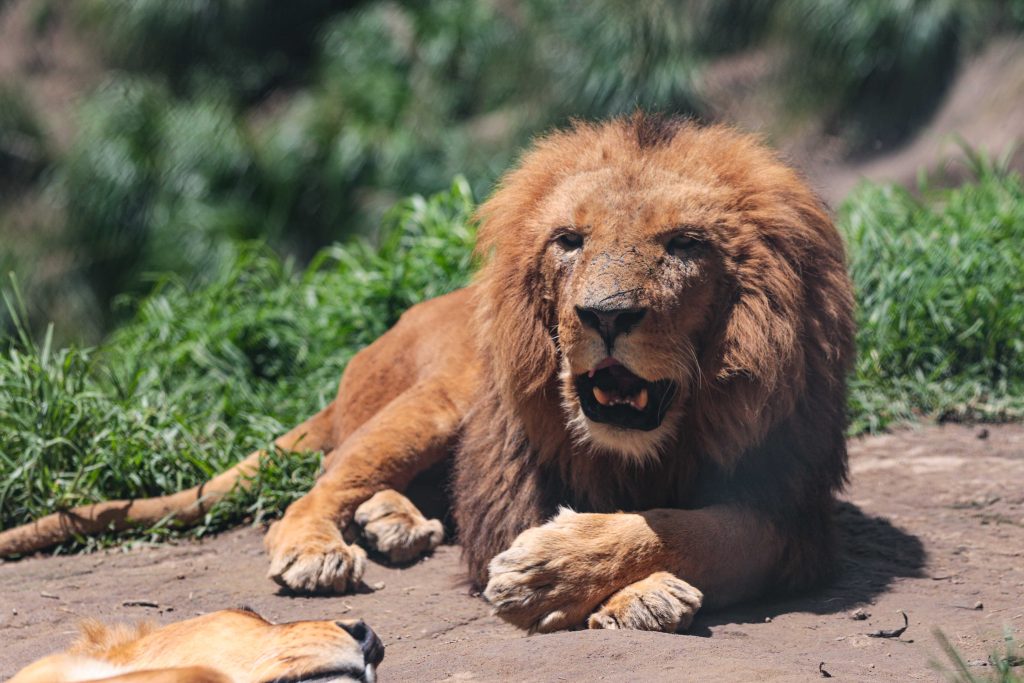 ‘Mufasa’ es el nuevo líder de la manada de leones africanos en el Bioparque Amaru de Cuenca. /XCA