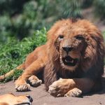 ‘Mufasa’ es el nuevo líder de la manada de leones africanos en el Bioparque Amaru de Cuenca. /XCA