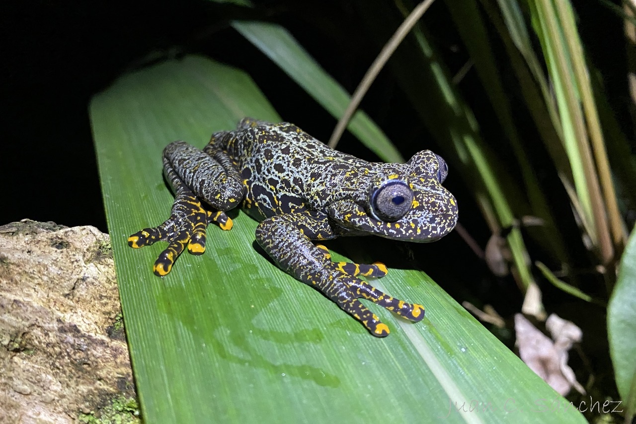 ranas - Azuay