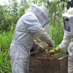 En Santa Isabel técnicos de Agrocalidad protegen colmenas de abejas.