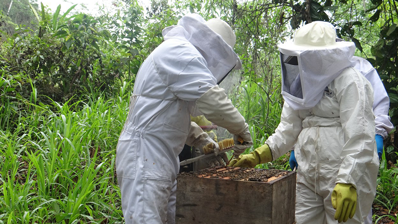 En Santa Isabel técnicos de Agrocalidad protegen colmenas de abejas.