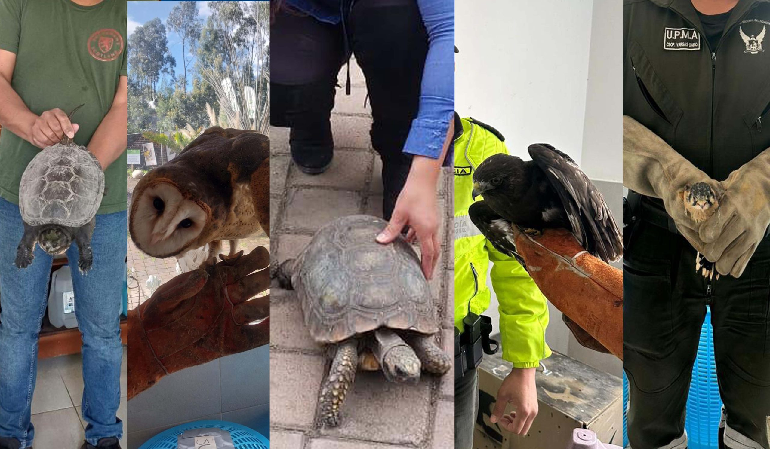 Estos son solo algunos de los animales silvestres que han sido rescatados o atendidos en el Bioparque Amaru de Cuenca. /Fotos Amaru