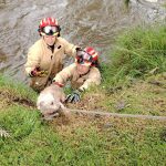 El personal del Cuerpo de Bomberos de Cuenca rescató a una perrita que cayó al río Tomebamba. /Foto Bomberos de Cuenca