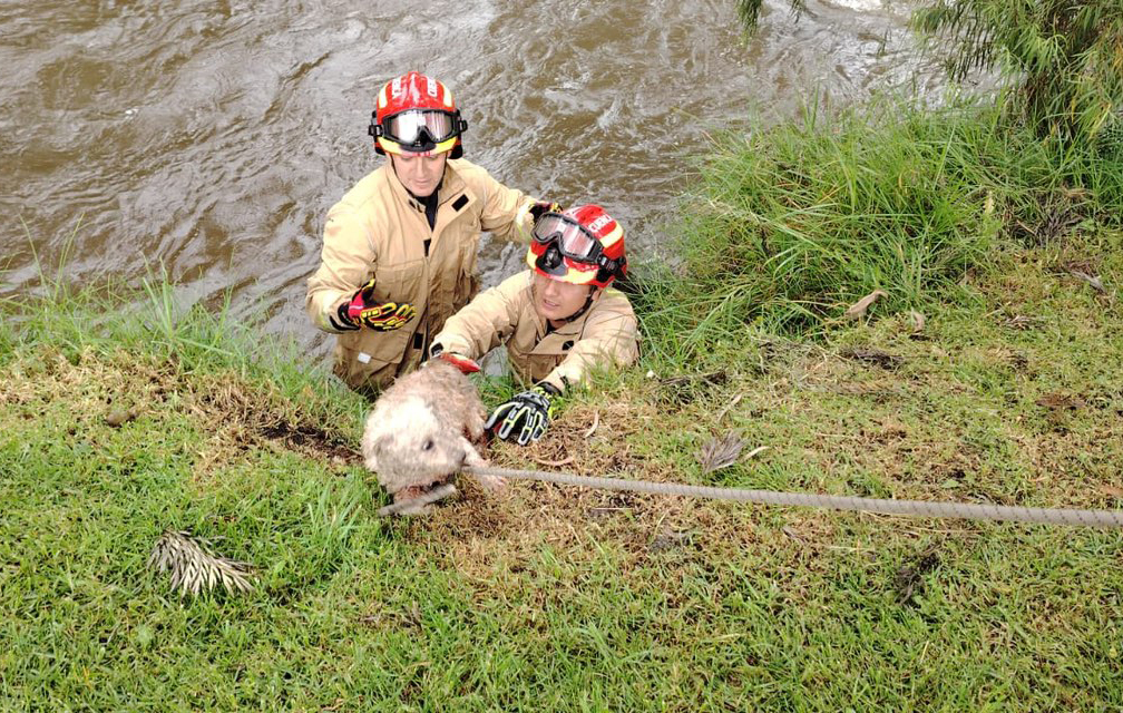 El personal del Cuerpo de Bomberos de Cuenca rescató a una perrita que cayó al río Tomebamba. /Foto Bomberos de Cuenca