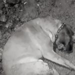 Uno de los perritos afectados presentó un grave estado de salud. /Captura del video