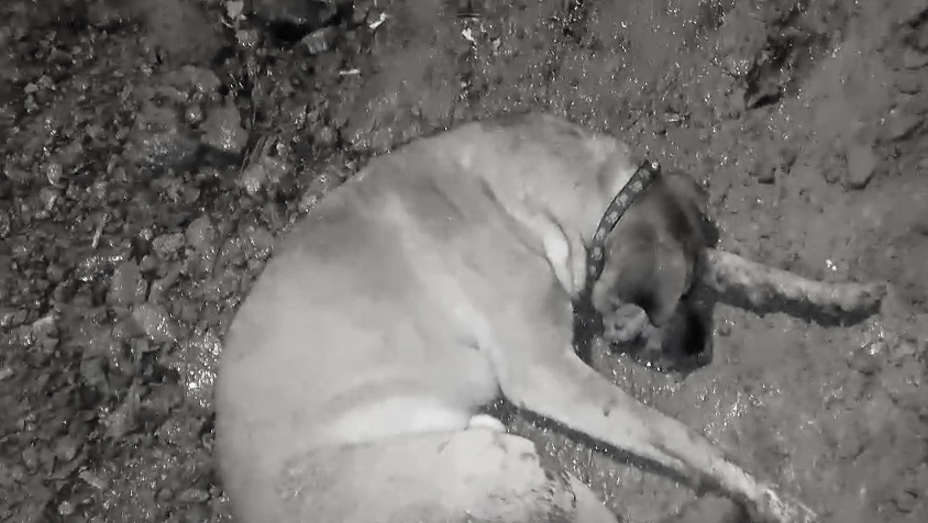 Uno de los perritos afectados presentó un grave estado de salud. /Captura del video