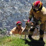 El rescate del perrito, del río Yanuncay, estuvo a cargo del personal de Cuerpo de Bomberos de Cuenca. /Foto de Bomberos