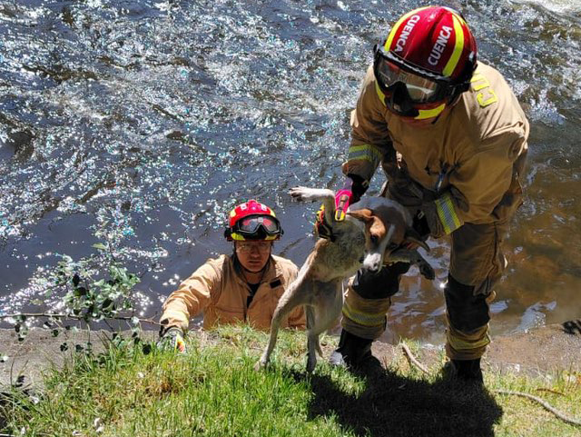 El rescate del perrito, del río Yanuncay, estuvo a cargo del personal de Cuerpo de Bomberos de Cuenca. /Foto de Bomberos