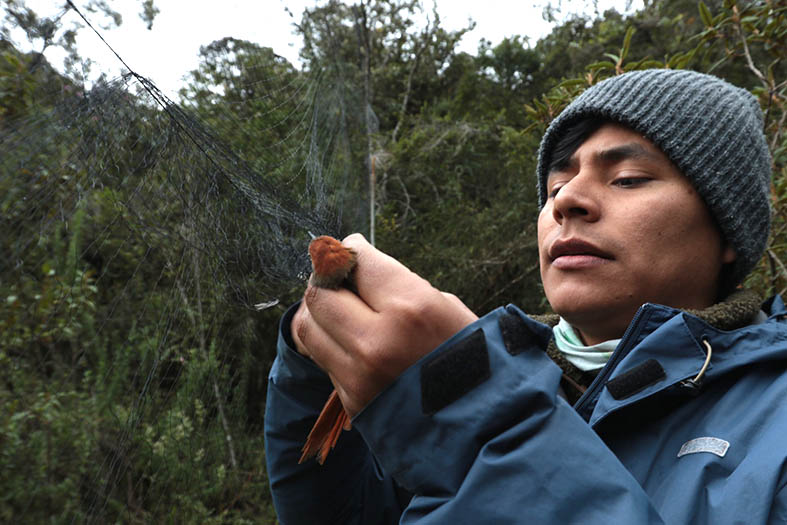 William Arteaga, estudiante de doctorado, desenreda a uno de los individuos propios de Llaviucu; lo hace con experticia y sutileza para evitarle daños.