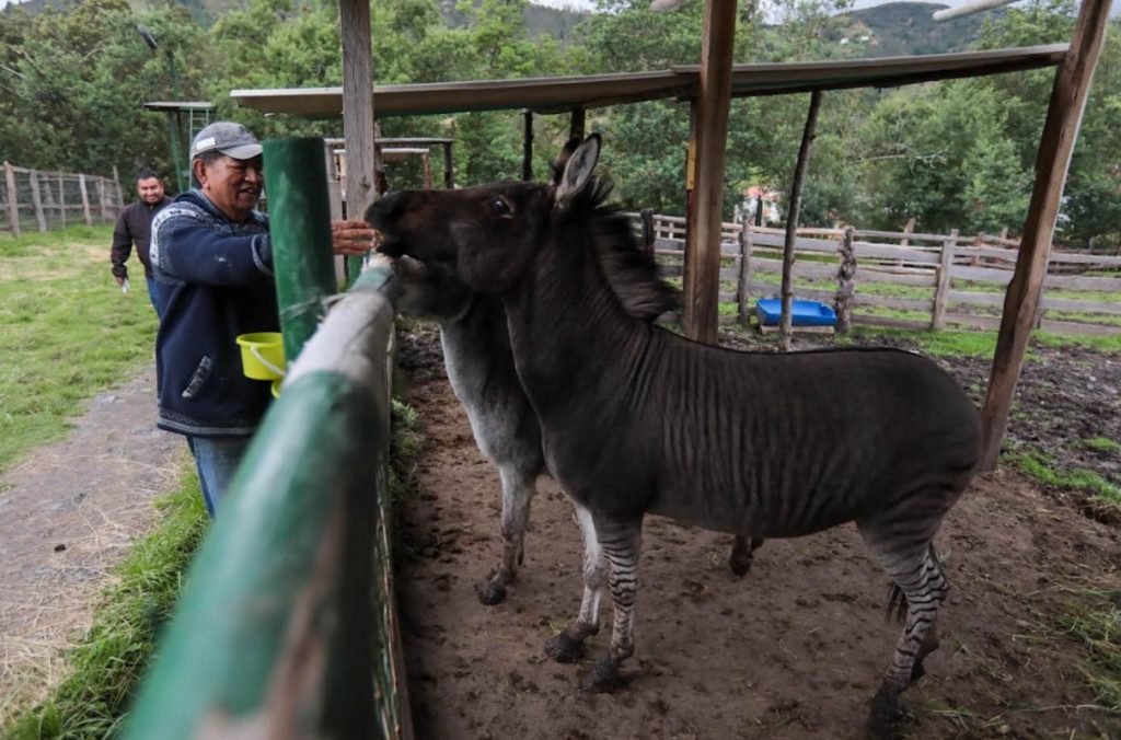 Alberto Vele en el Zoo-Refugio Yurak Allpa en Tarqui.