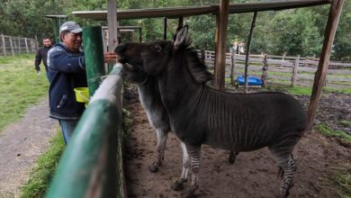 Alberto Vele en el Zoo-Refugio Yurak Allpa en Tarqui.