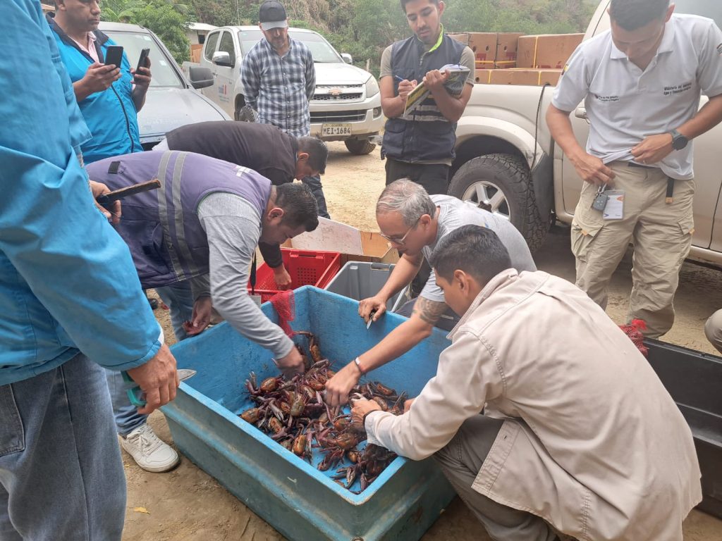 cangrejos Nueva York