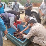 cangrejos Nueva York