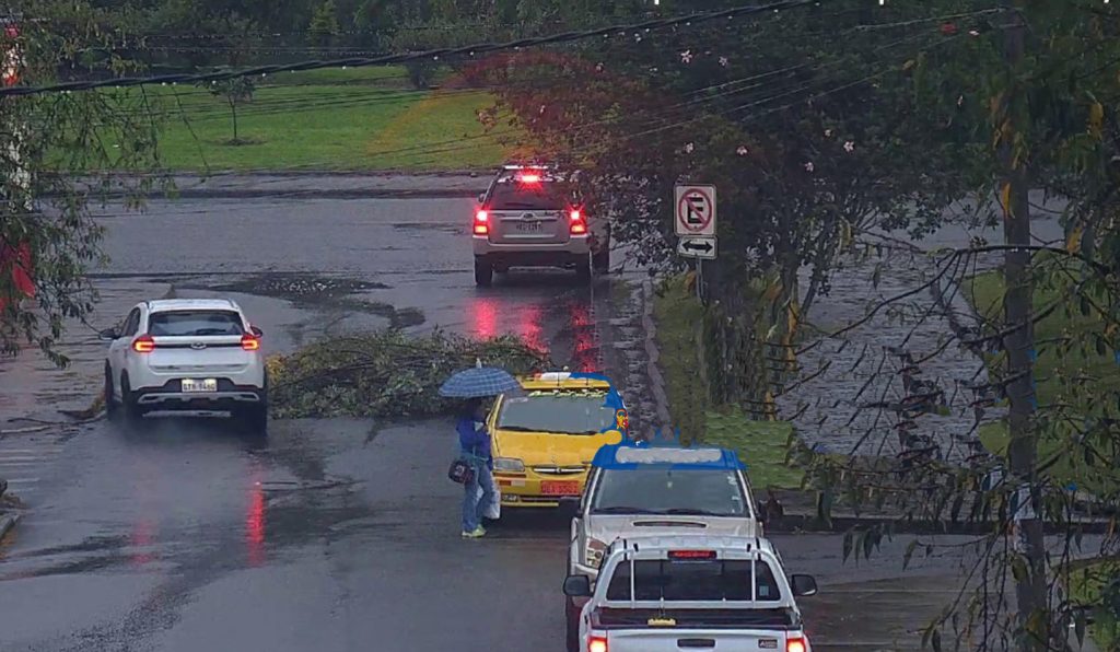 Captura del video en el que se observa el árbol caído en el Parque Bosque de Monay, en Cuenca. /Foto CSC