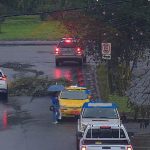 Captura del video en el que se observa el árbol caído en el Parque Bosque de Monay, en Cuenca. /Foto CSC