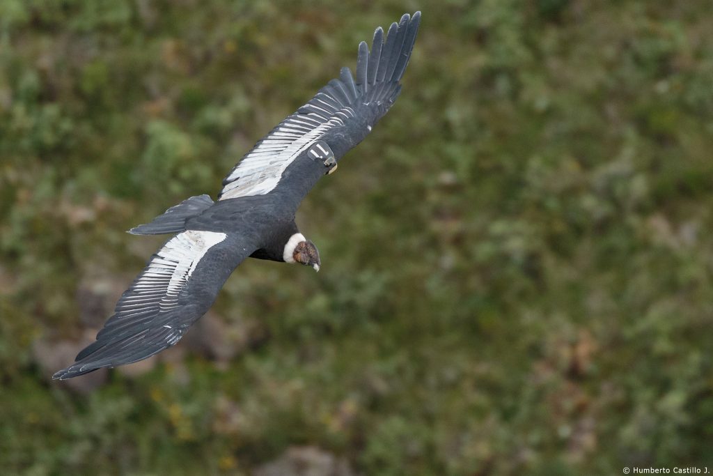 la Fundación Cóndor Andino, detalló que han marcado con dispositivos satelitales a 20 cóndores