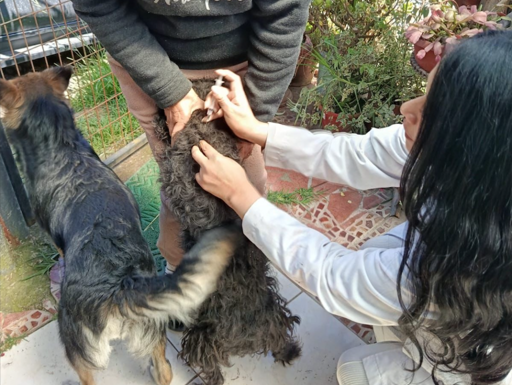 La jornada de vacunación antirrábica se desarrollará en el Hospital de la Mascota. /Cortesía