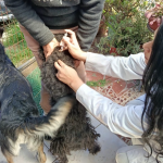 La jornada de vacunación antirrábica se desarrollará en el Hospital de la Mascota. /Cortesía