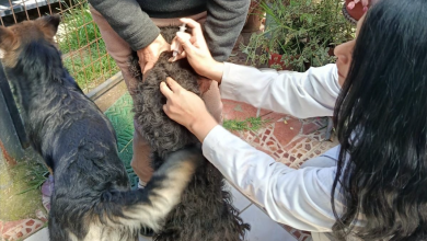 La jornada de vacunación antirrábica se desarrollará en el Hospital de la Mascota. /Cortesía