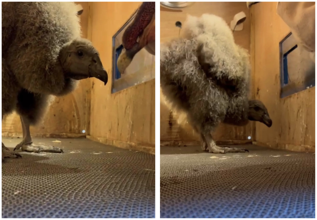 Cumple 64 días la primera pichona de cóndor andino nacida en Cuenca.