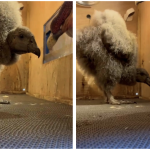 Cumple 64 días la primera pichona de cóndor andino nacida en Cuenca.