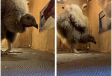 Cumple 64 días la primera pichona de cóndor andino nacida en Cuenca.