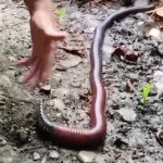 Una lombriz gigante fue hallada en la Amazonía de Ecuador.