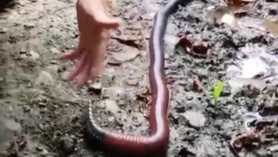 Una lombriz gigante fue hallada en la Amazonía de Ecuador.