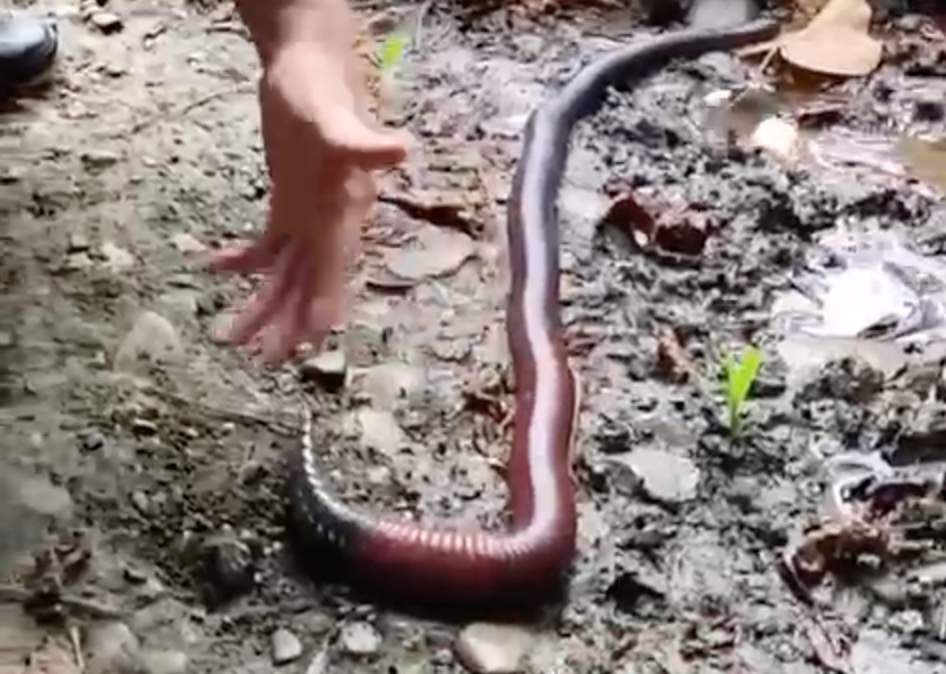 Una lombriz gigante fue hallada en la Amazonía de Ecuador.