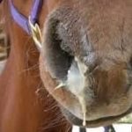 Gualaceo - influenza