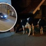 En menos de tres días se registraron intentos y robos de ganado en distintos puntos de Cuenca. /Cortesía