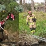Estos son los perritos rescatados en Cuenca el domingo 17 de agosto de 2025. /Fotos Guardia Ciudadana-Bomberos