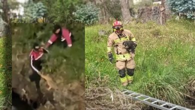 Estos son los perritos rescatados en Cuenca el domingo 17 de agosto de 2025. /Fotos Guardia Ciudadana-Bomberos