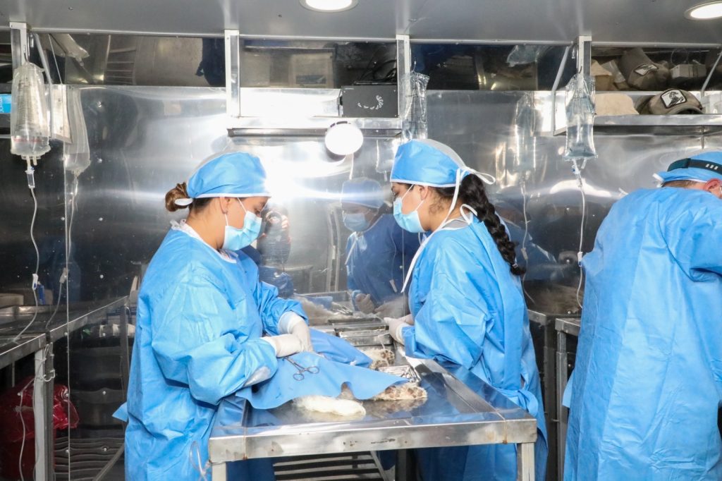 campaña - esterilización