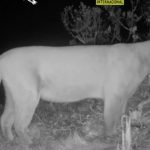 La Fundación Cóndor Andino reporta su primer registro de un puma en Oña, en Azuay.