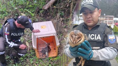 Dos especies de animales silvestres fueron rescatados por la Policía Nacional en Cañar. /Fotos Policía Nacional