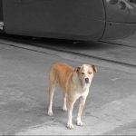 Tarzán, el can que vivía en el patio taller del tranvía, murió este martes 2 de septiembre de 2025. /Foto Tranvía