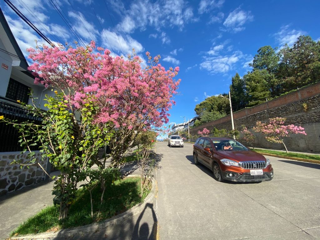 florecimiento - arupos