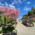 florecimiento - arupos