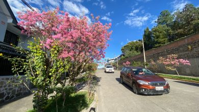 florecimiento - arupos
