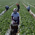 Dan mayor facilidad para visas de migrantes que deseen trabajar en agricultura en EE.UU.
