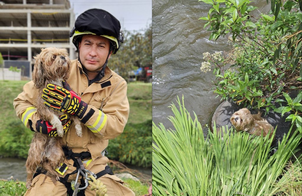 Personal del Cuerpo de Bomberos de Cuenca rescató a la perrita Rafaela. /Cortesía