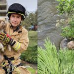 Personal del Cuerpo de Bomberos de Cuenca rescató a la perrita Rafaela. /Cortesía
