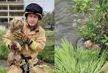 Personal del Cuerpo de Bomberos de Cuenca rescató a la perrita Rafaela. /Cortesía