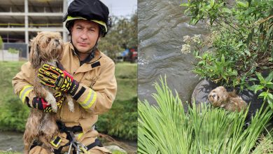 Personal del Cuerpo de Bomberos de Cuenca rescató a la perrita Rafaela. /Cortesía
