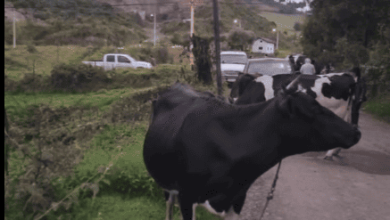 tarqui