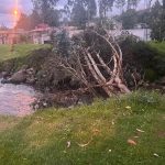 Árbol se desplomó en la calle Cantón Gualaceo, cerca de la avenida Loja. Moradores piden una inspección urgente.