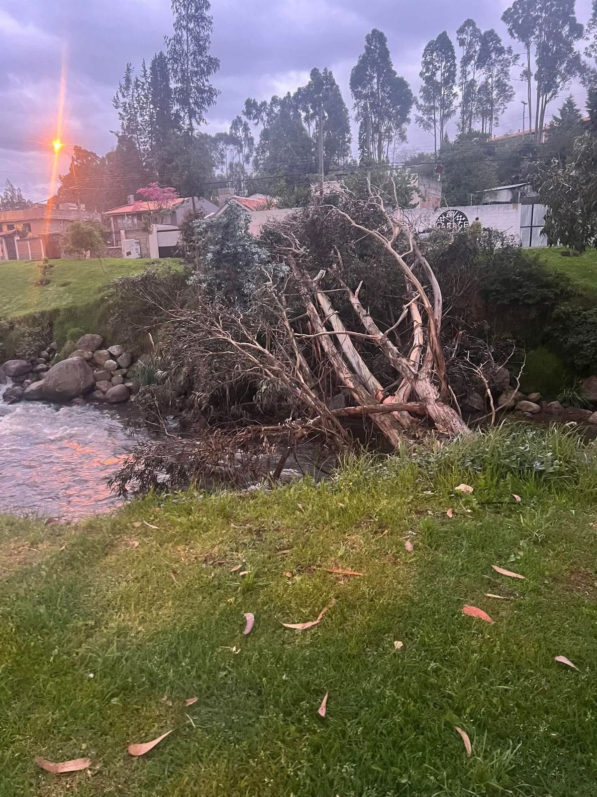 Árbol se desplomó en la calle Cantón Gualaceo, cerca de la avenida Loja. Moradores piden una inspección urgente.